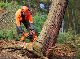 Professional  Tree Services in Kitsap Lake, WA